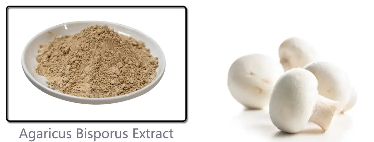 Agaricus Bisporus Extract Powder.jpg